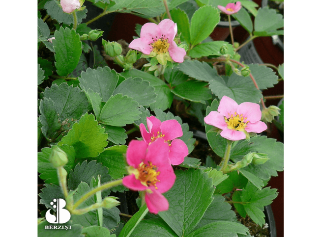 Fragaria × ananassa   PINK PANDA = 'Frel'